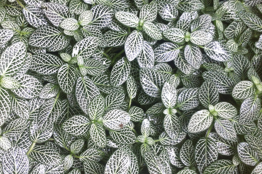 Ludivine Mabire
designer graphique
